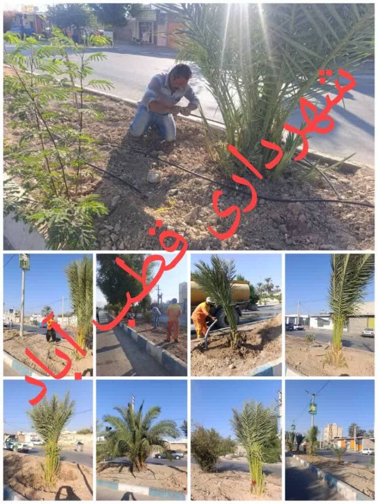 ادامه کاشت درختان نخل در بلوار قطب الدین توسط کارگران خدوم شهرداری قطب آباد.