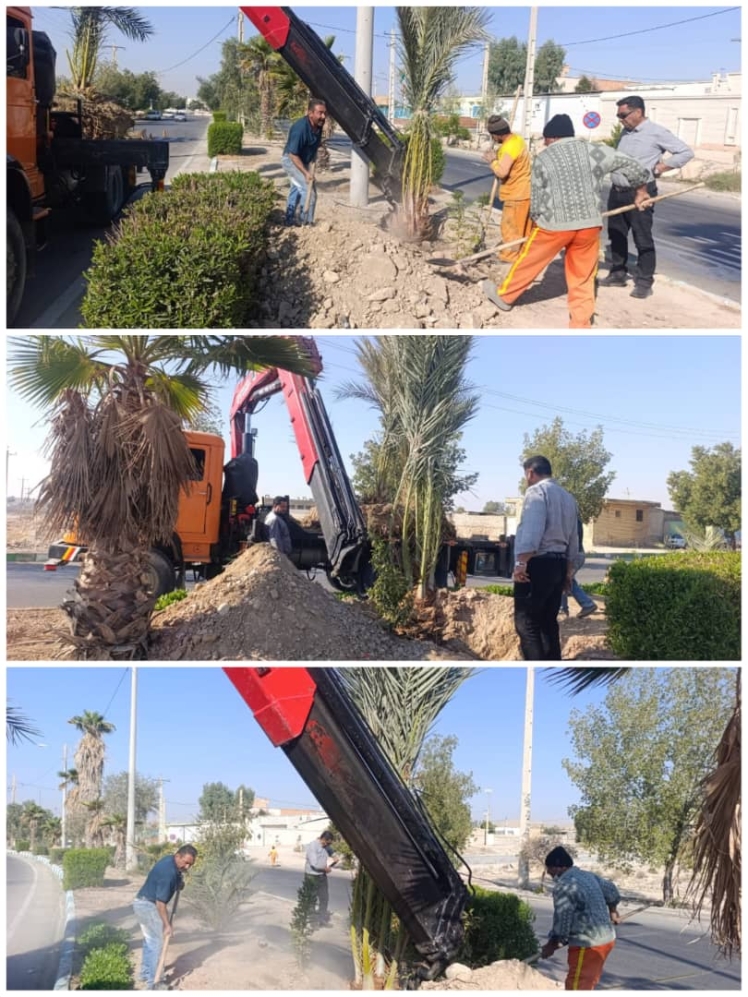  ادامه اجرای پروژه کاشت درختان نخل در بلوار قطب الدین توسط کارگران خدوم شهرداری قطب آباد امروز 16 آذرماه 1404 شمسی